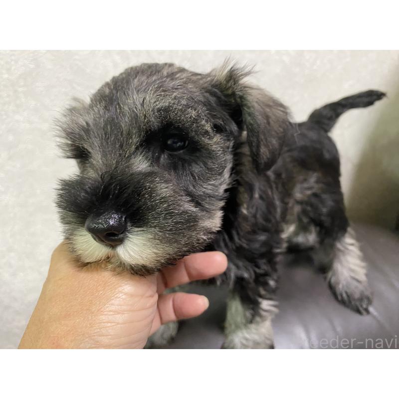 販売中の三重県のミニチュアシュナウザー-417854の5枚目