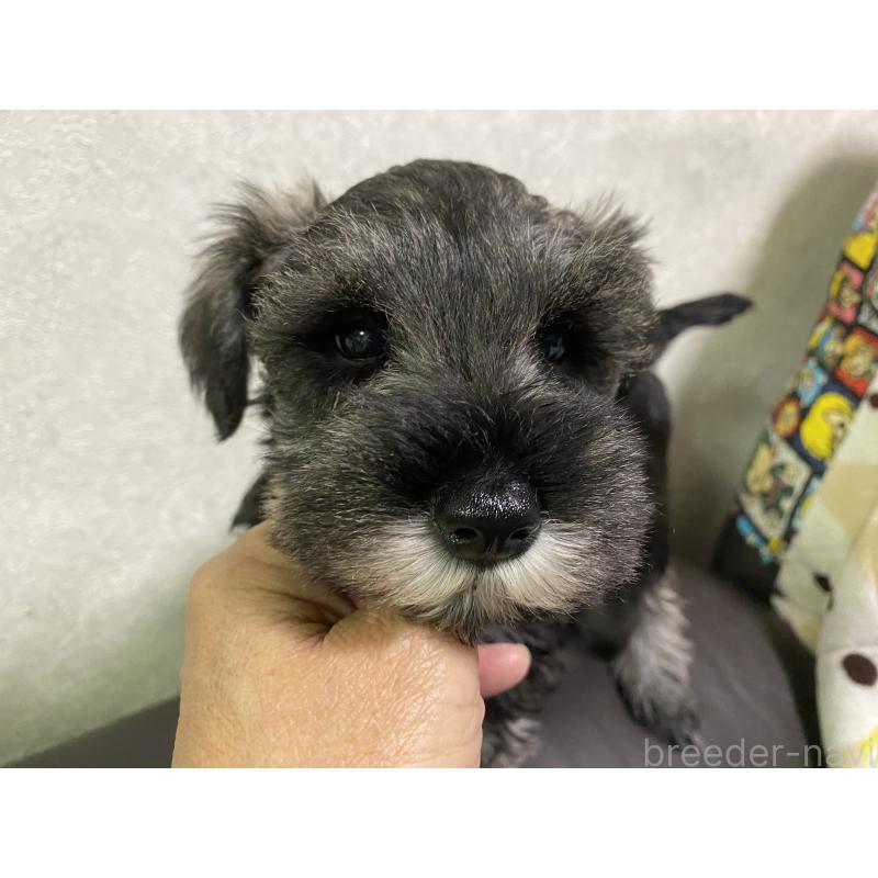 販売中の三重県のミニチュアシュナウザー-417854の4枚目