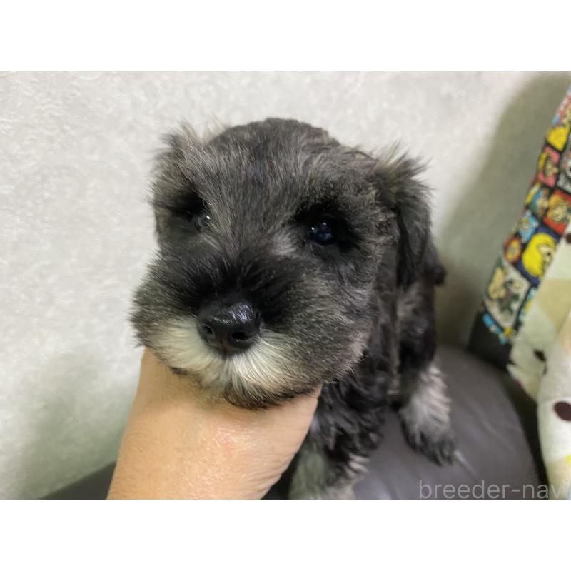 販売中の三重県のミニチュアシュナウザー-417854の3枚目