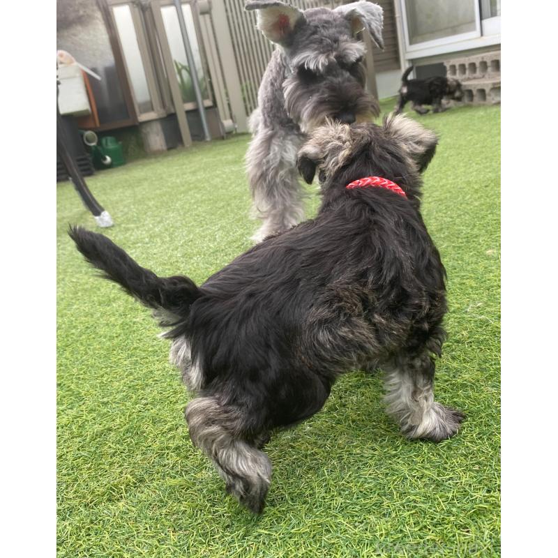 販売中の三重県のミニチュアシュナウザー-417854の2枚目