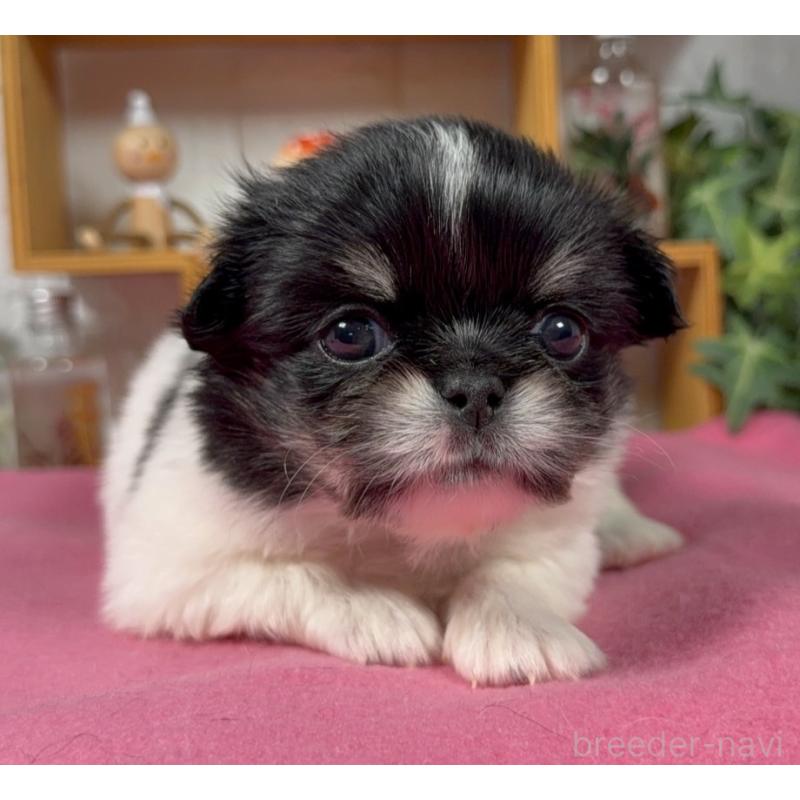 販売中の神奈川県のミックス犬-421976の3枚目
