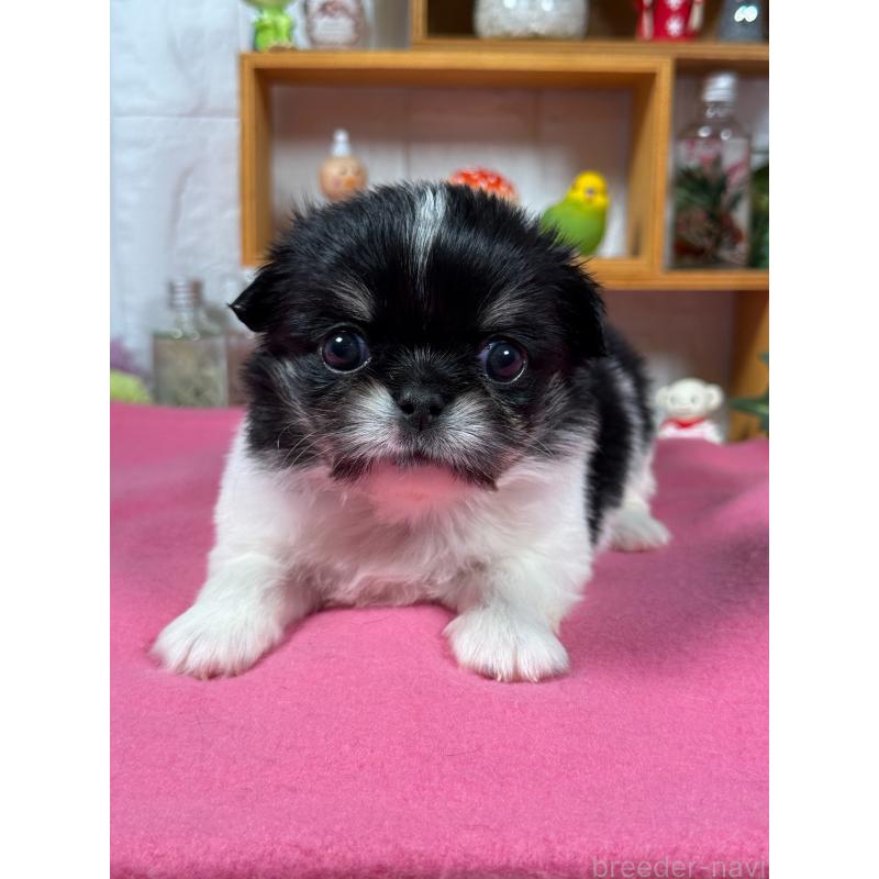 販売中の神奈川県のミックス犬-421976の2枚目