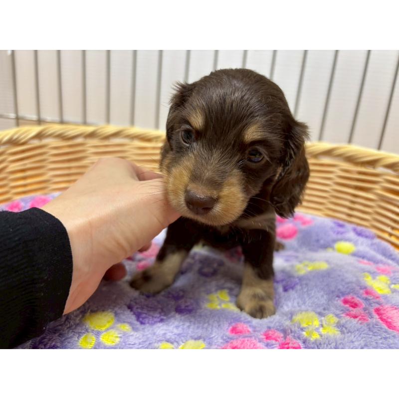 販売中の鹿児島県のカニンヘンダックスフンド(ロングヘアード)-421975の3枚目