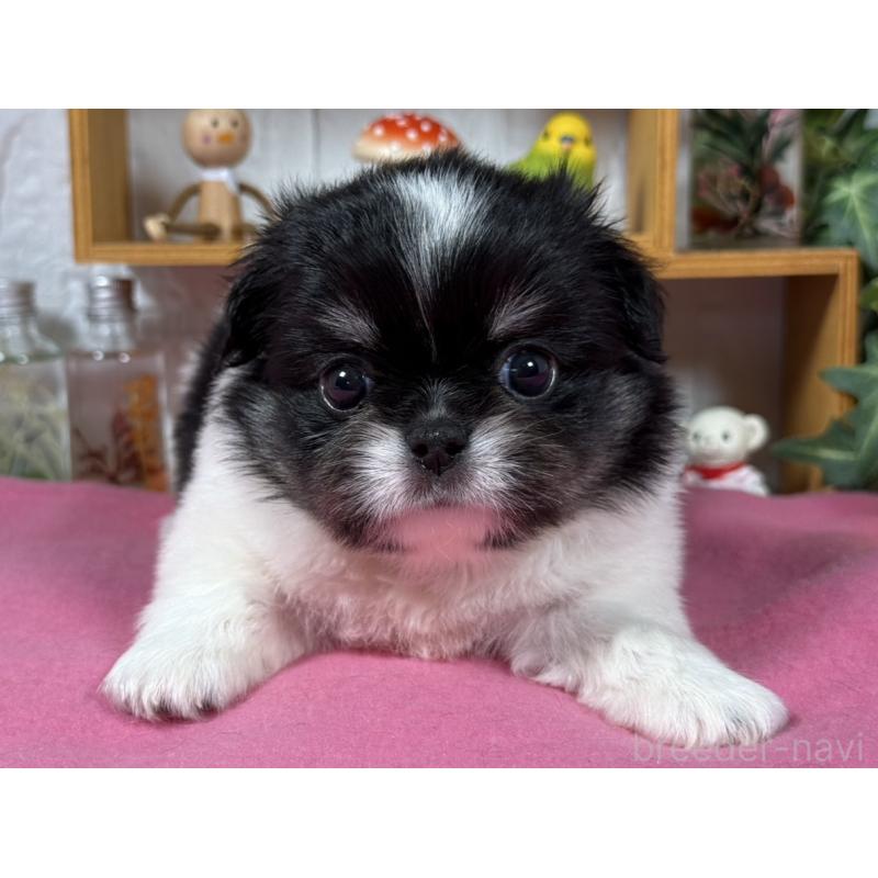 販売中の神奈川県のミックス犬-421977の1枚目