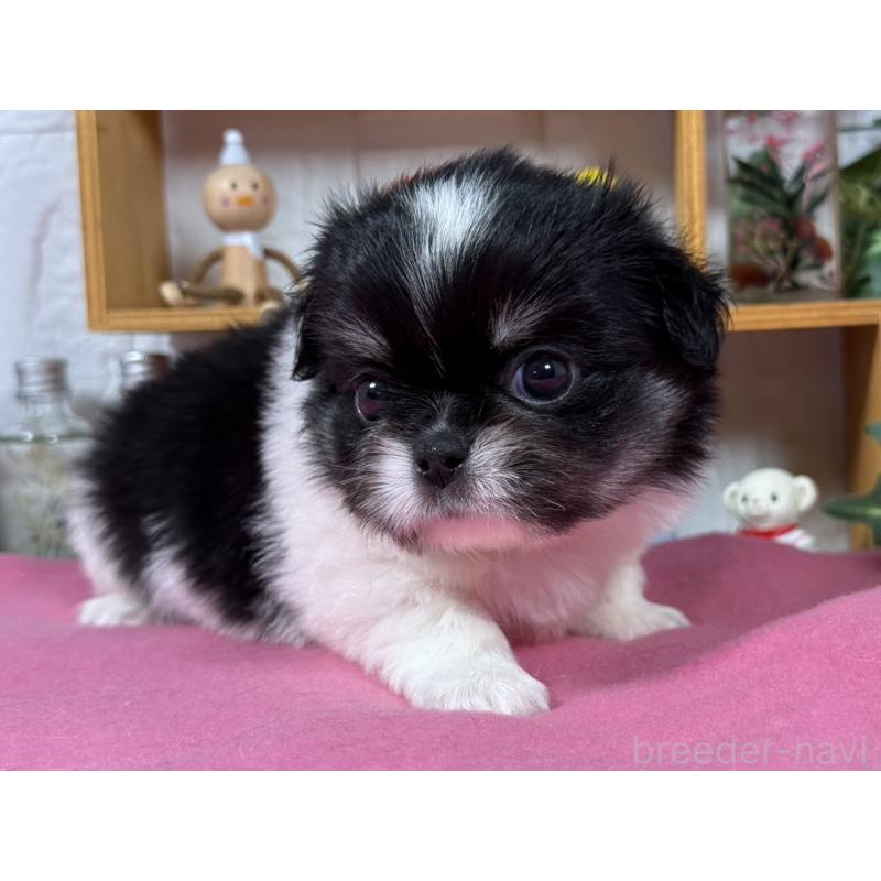 販売中の神奈川県のミックス犬-421977の3枚目