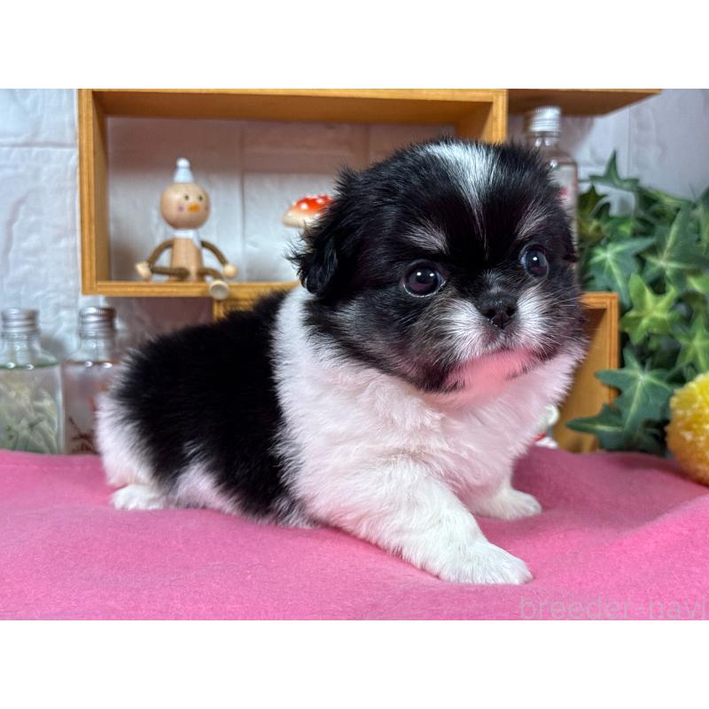 販売中の神奈川県のミックス犬-421977の2枚目