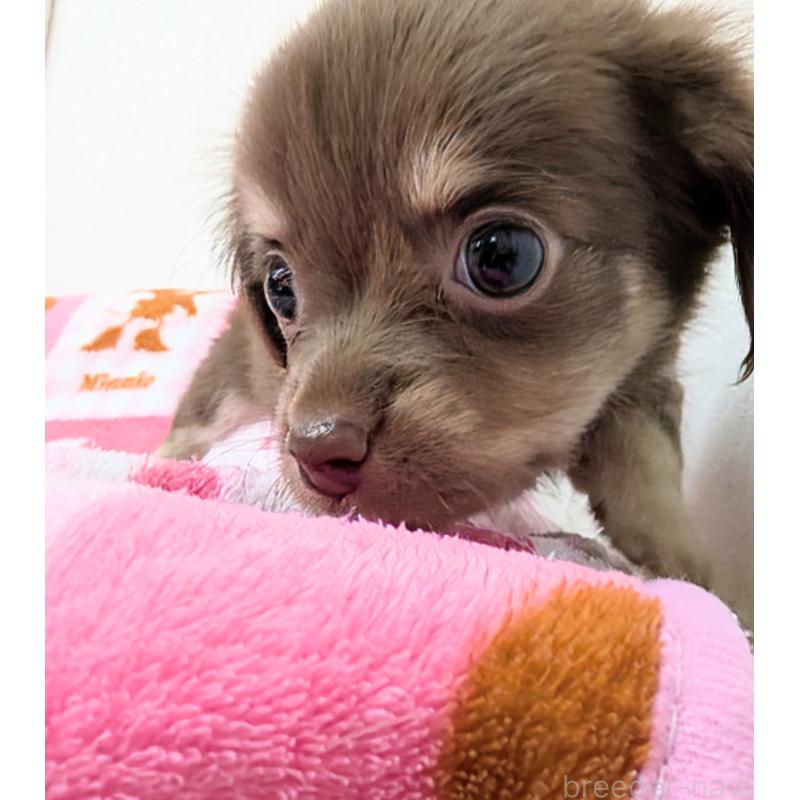 成約済の宮崎県のチワックス:チワワ×ミニチュアダックスフンド-420985の7枚目