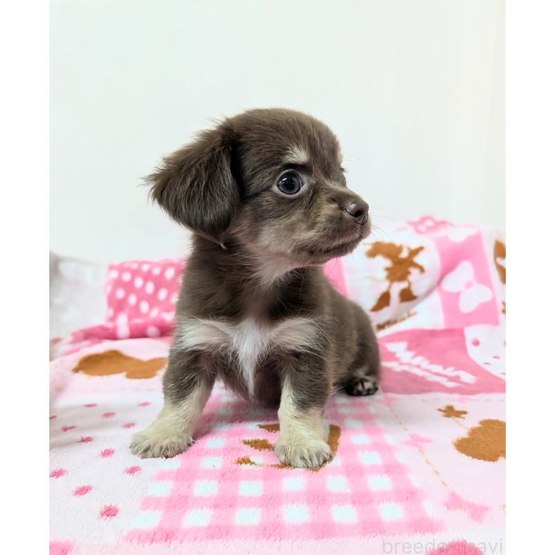 成約済の宮崎県のチワックス:チワワ×ミニチュアダックスフンド-420985の6枚目