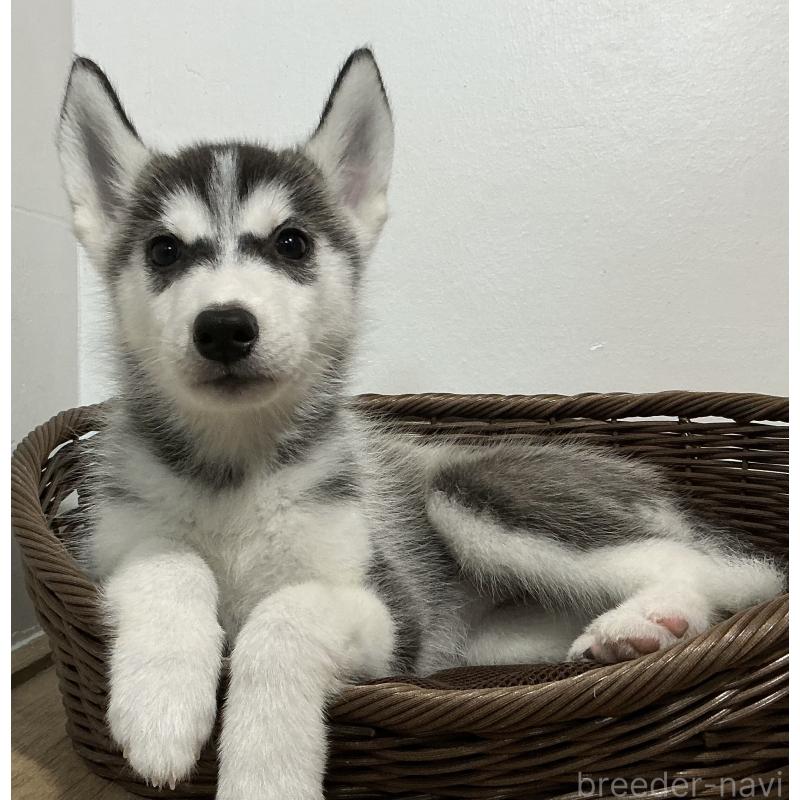 成約済の神奈川県のシベリアンハスキー-411835の3枚目