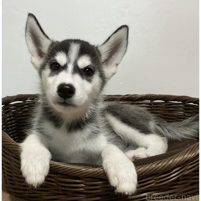 成約済の神奈川県のシベリアンハスキー-411838の3枚目