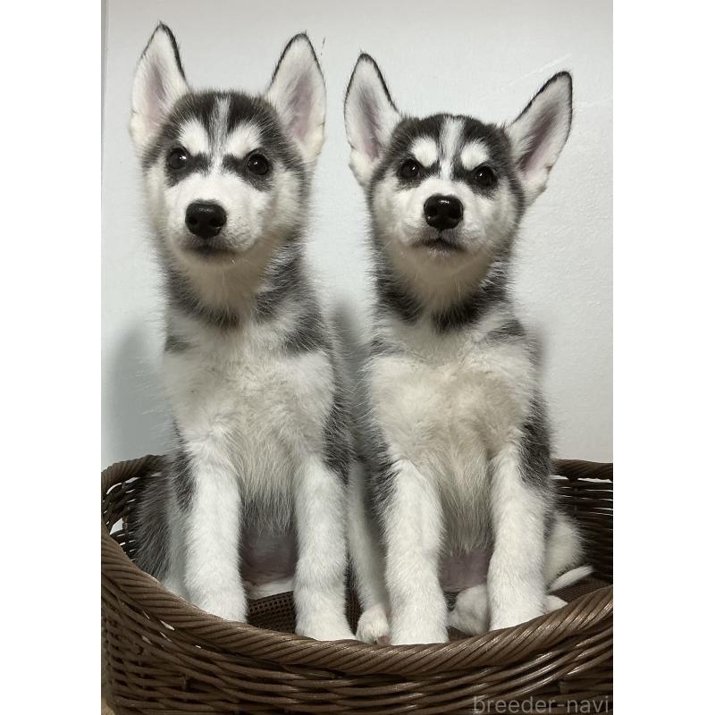 成約済の神奈川県のシベリアンハスキー-411838の2枚目