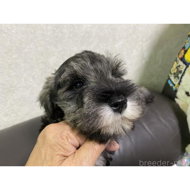 販売中の三重県のミニチュアシュナウザー-417853の6枚目