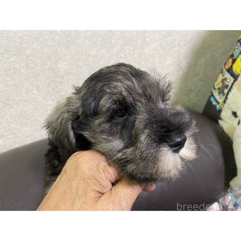 販売中の三重県のミニチュアシュナウザー-417853の5枚目