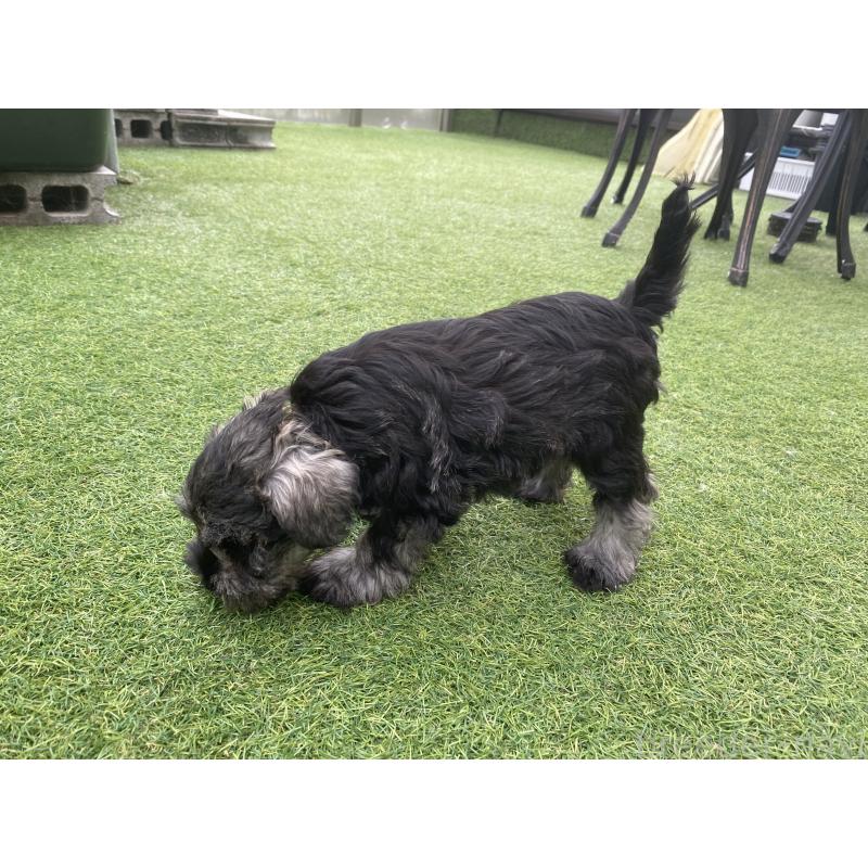 販売中の三重県のミニチュアシュナウザー-417853の4枚目