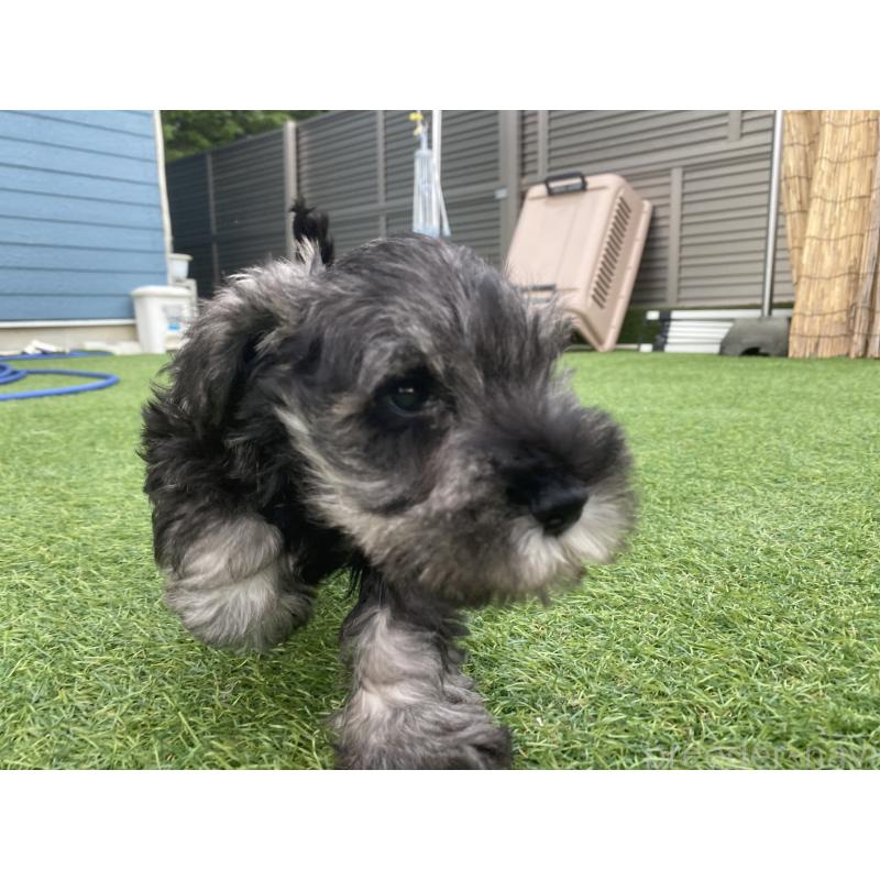 販売中の三重県のミニチュアシュナウザー-417853の3枚目