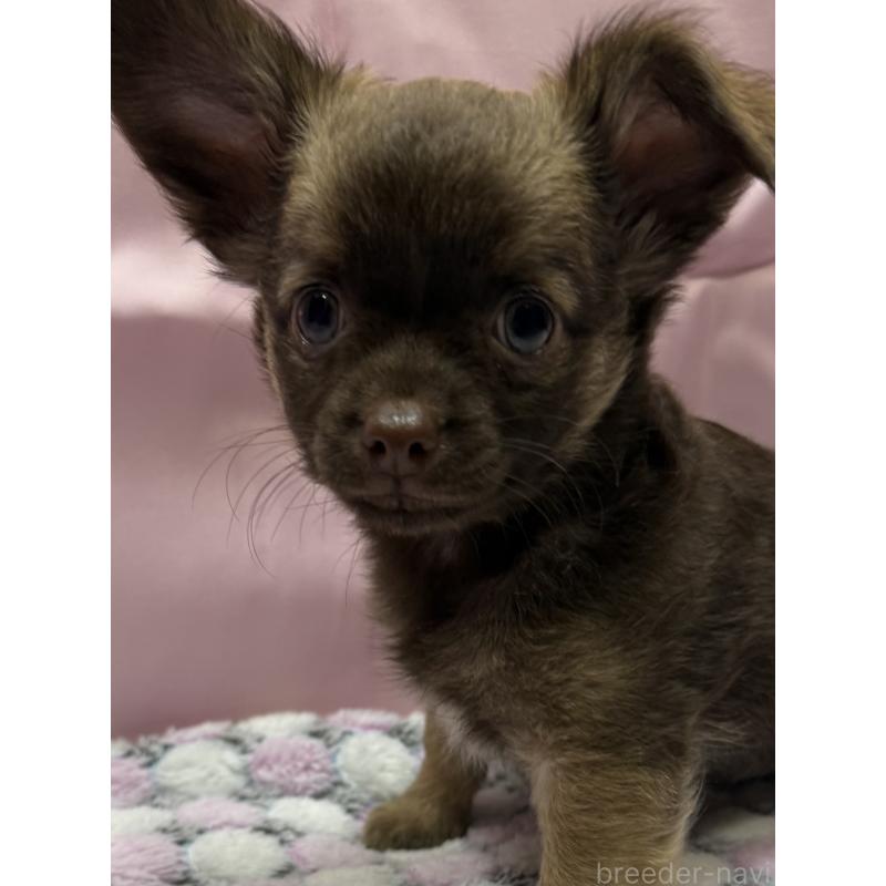 販売中の愛知県のチワワ(ロングコート)-416521の8枚目