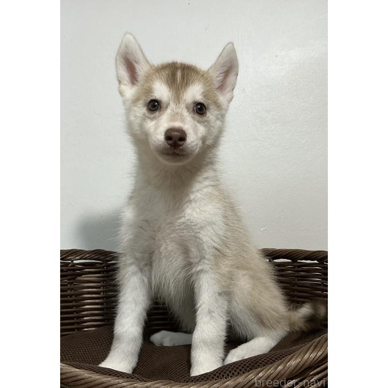 販売中の神奈川県のシベリアンハスキー-414600の6枚目