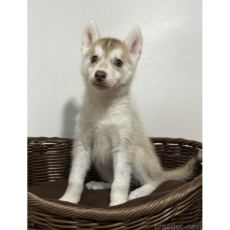 販売中の神奈川県のシベリアンハスキー-414600の5枚目