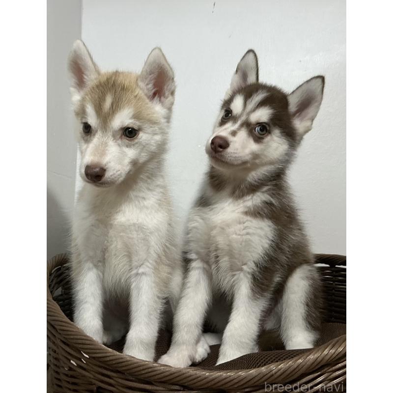 販売中の神奈川県のシベリアンハスキー-414600の4枚目