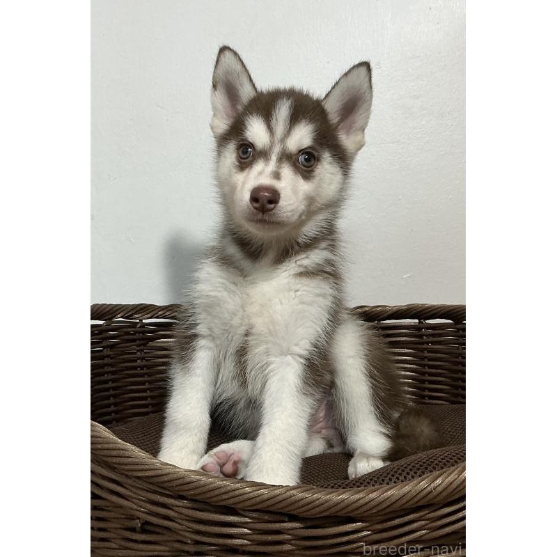 成約済の神奈川県のシベリアンハスキー-414603の6枚目