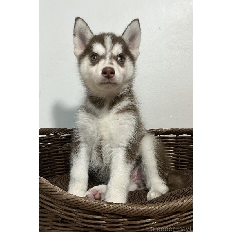 成約済の神奈川県のシベリアンハスキー-414603の5枚目