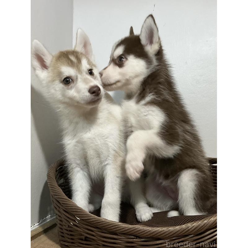 成約済の神奈川県のシベリアンハスキー-414603の3枚目