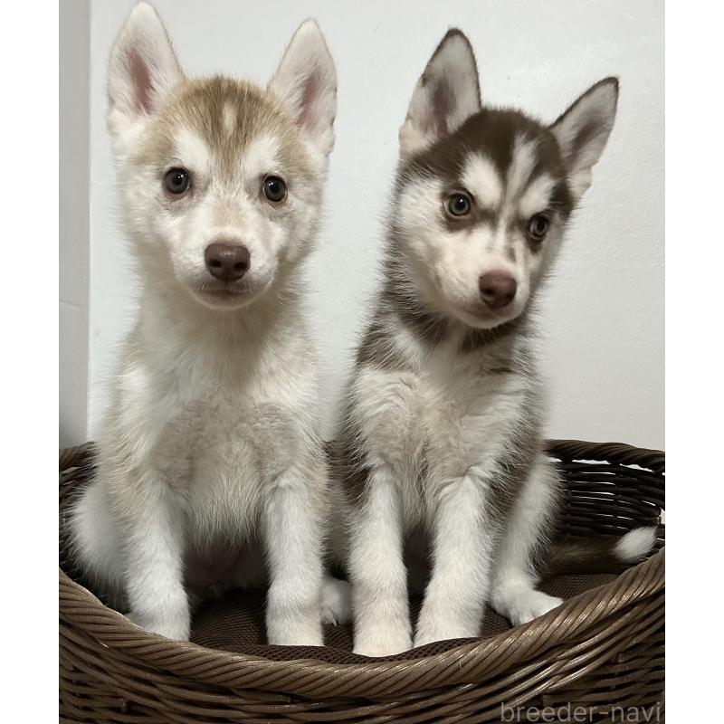 成約済の神奈川県のシベリアンハスキー-414603の2枚目