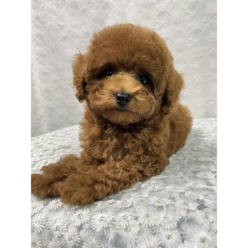 販売中の岡山県のトイプードル-421984の2枚目