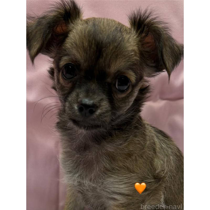 販売中の愛知県のチワワ(ロングコート)-416522の10枚目