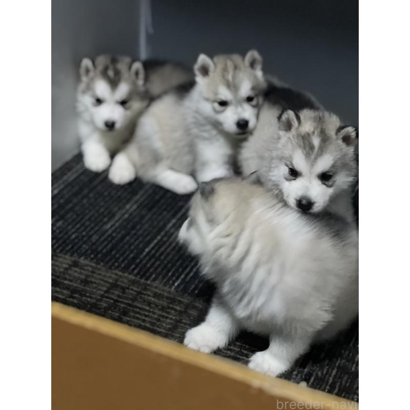 販売中の静岡県のシベリアンハスキー-421990の3枚目