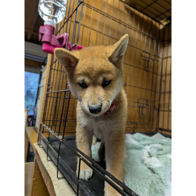 販売中の茨城県の柴犬-414924の5枚目