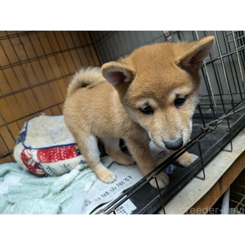 販売中の茨城県の柴犬-414924の4枚目