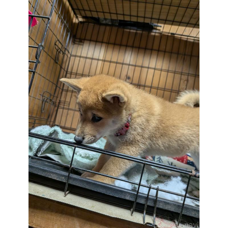 販売中の茨城県の柴犬-414924の3枚目