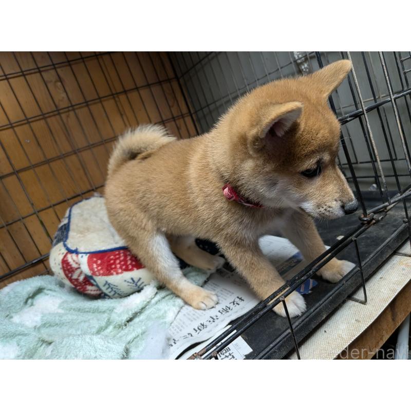 販売中の茨城県の柴犬-414924の2枚目