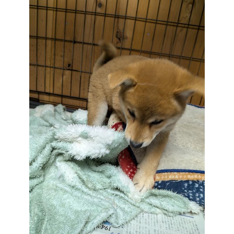 販売中の茨城県の柴犬-414923の4枚目