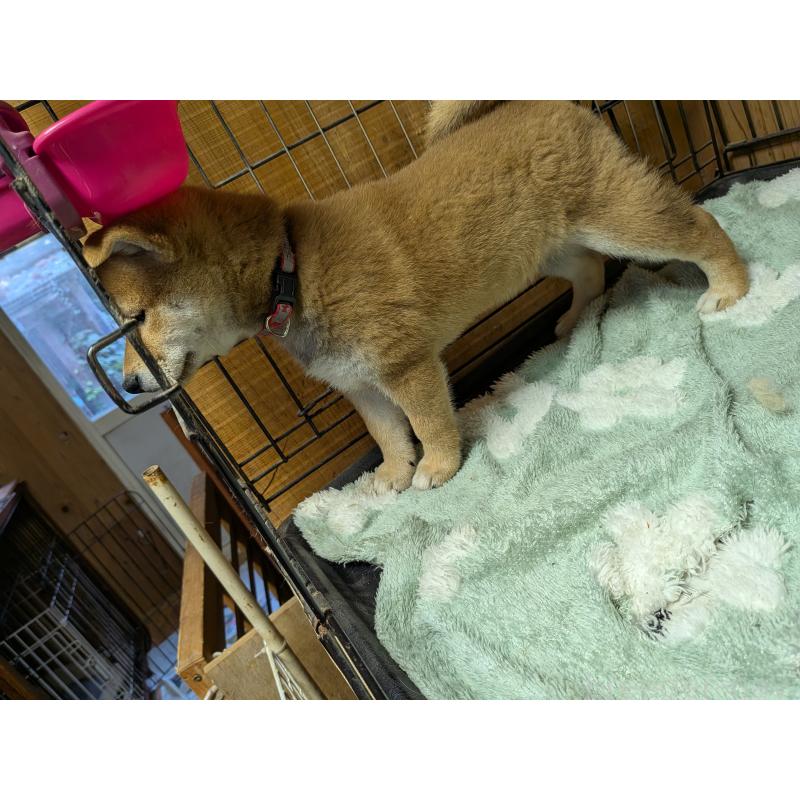 販売中の茨城県の柴犬-414923の3枚目