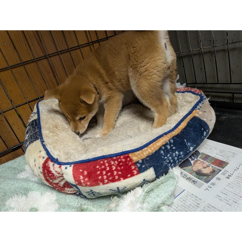 販売中の茨城県の柴犬-414923の2枚目