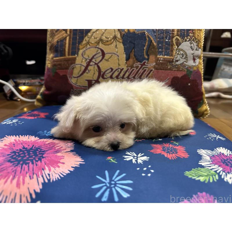 成約済の熊本県のマルチーズ-413417の8枚目