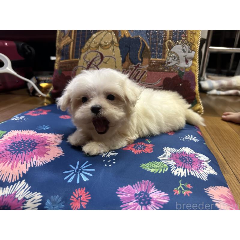 成約済の熊本県のマルチーズ-413417の7枚目