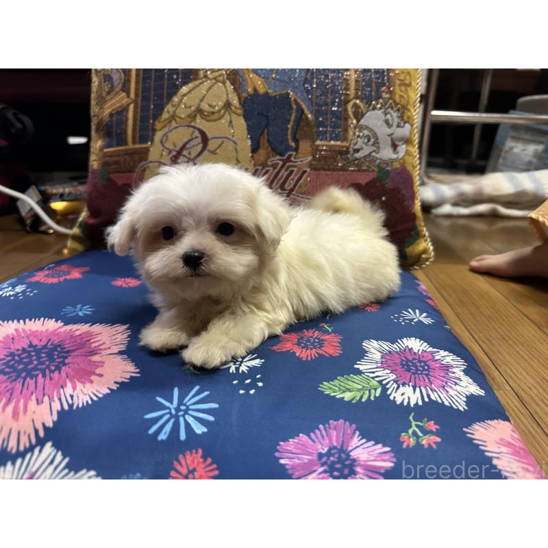 成約済の熊本県のマルチーズ-413417の6枚目