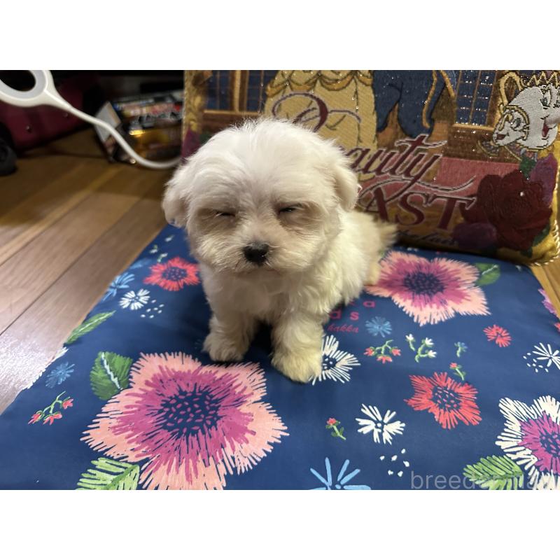 成約済の熊本県のマルチーズ-413417の5枚目