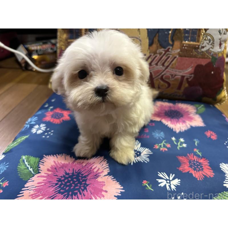 成約済の熊本県のマルチーズ-413417の4枚目