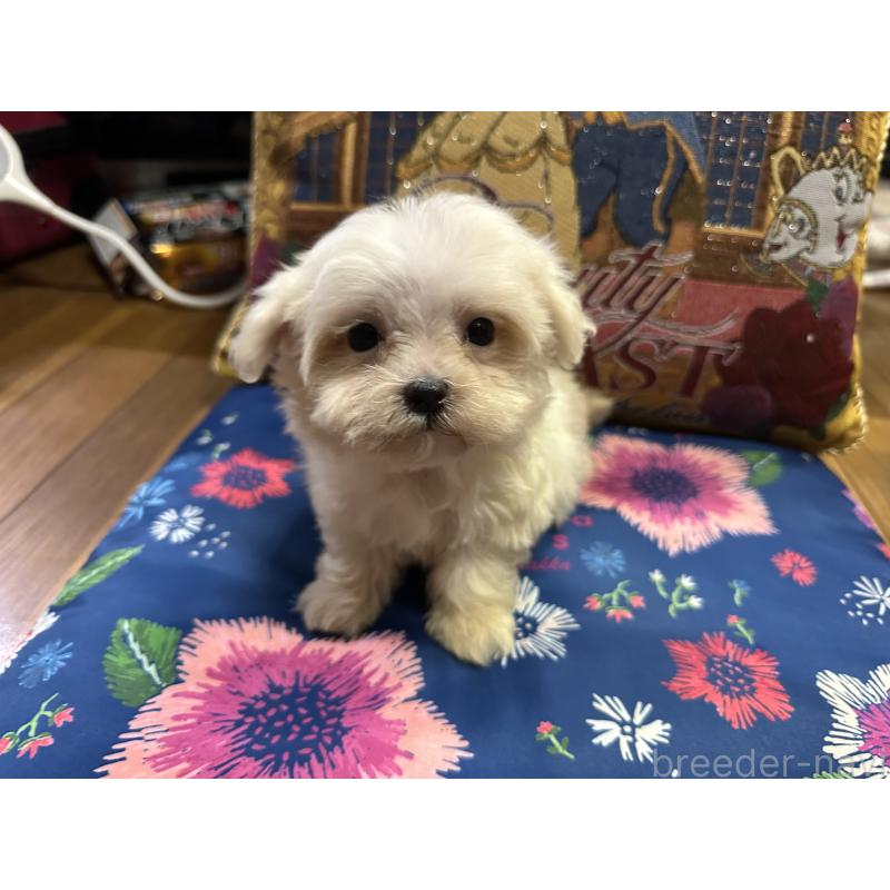 成約済の熊本県のマルチーズ-413417の3枚目