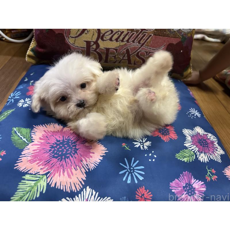 成約済の熊本県のマルチーズ-413417の2枚目