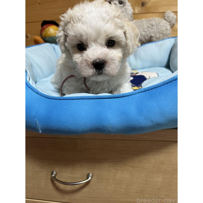 販売中の埼玉県のミックス犬-420765の7枚目