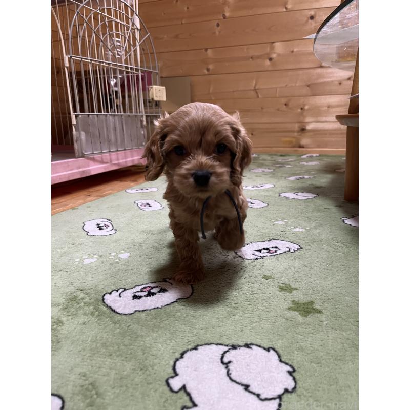 成約済の埼玉県のコッカプー:アメリカンコッカースパニエル×トイプードル-420368の3枚目