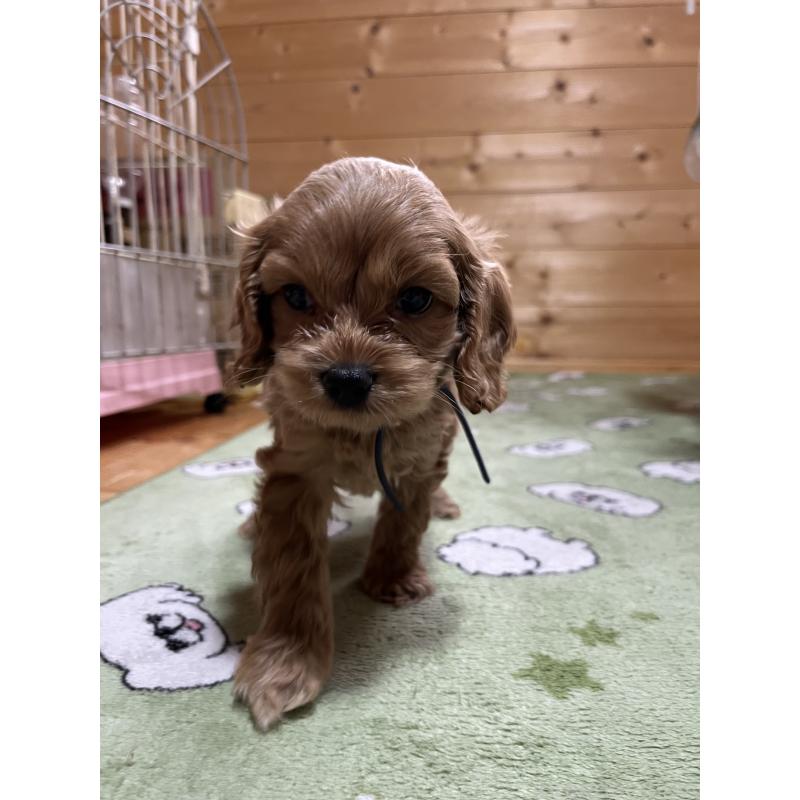 成約済の埼玉県のコッカプー:アメリカンコッカースパニエル×トイプードル-420368の2枚目