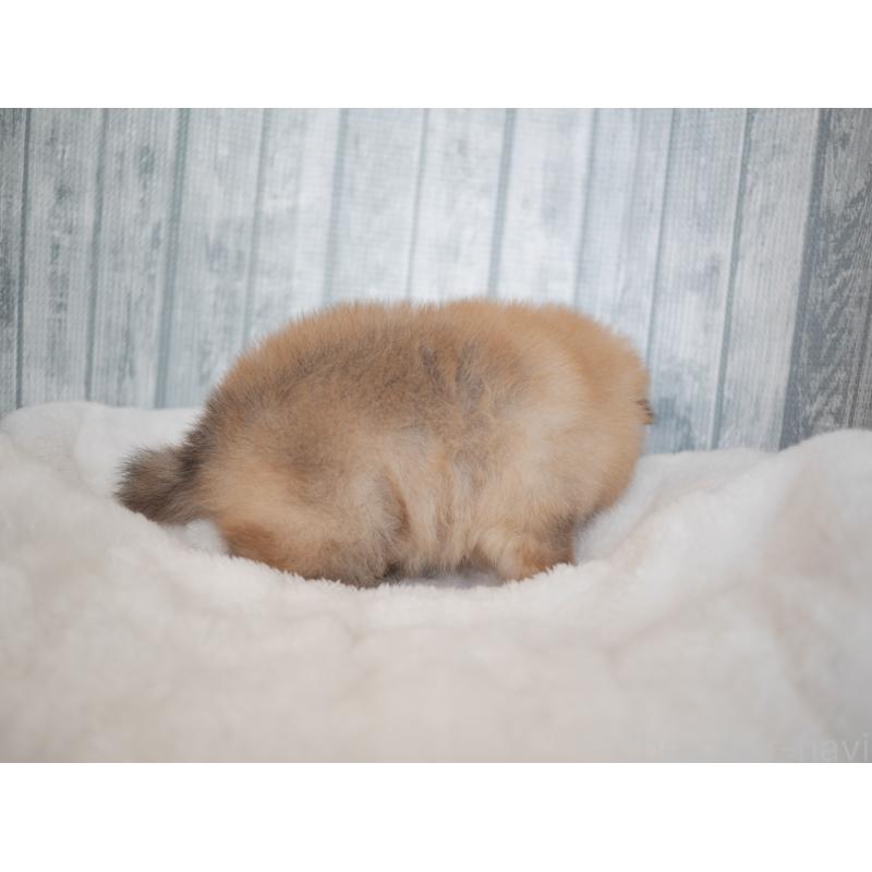 販売中の福岡県のポメラニアン-422004の4枚目