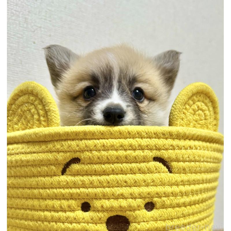 販売中の千葉県のウェルシュコーギーペンブローク-417559の9枚目