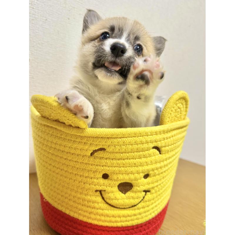 販売中の千葉県のウェルシュコーギーペンブローク-417559の8枚目